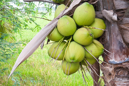 group of young coconut on the treeの写真素材