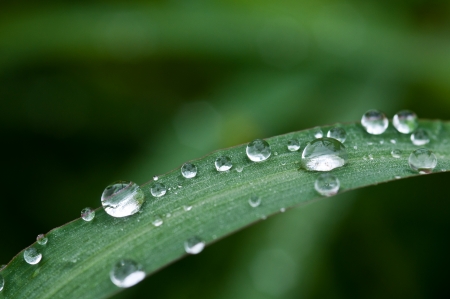 close up drop on green leafの写真素材