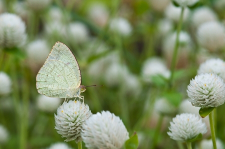 Lemon Emigrant butterfly close upの写真素材