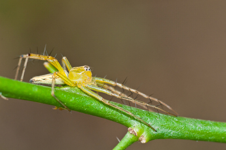 Macro lynx spider on green treeの写真素材