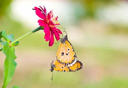 monarch butterfly.Butterfli es, pairingの写真素材