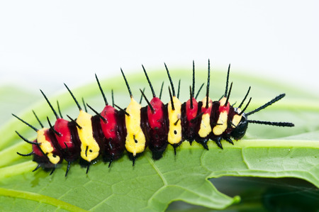 Close up of leopard lacewing  caterpillarsの写真素材