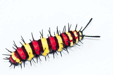 Close up of leopard lacewing  caterpillarsの写真素材