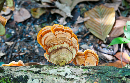 orange Mushroom  in the forest close upの写真素材