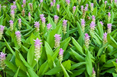 pink flower of  biennial plant with roots in the soilの写真素材