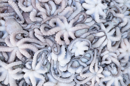 Squid that were sold in the marketの写真素材