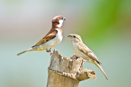 House Sparrow on nature background ,thailandの写真素材