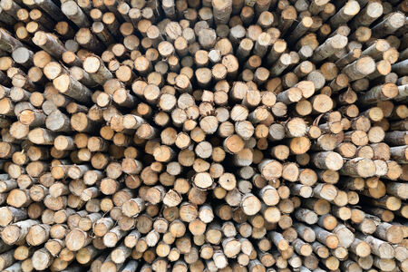 Wood  background have  cut from big tree and small tree