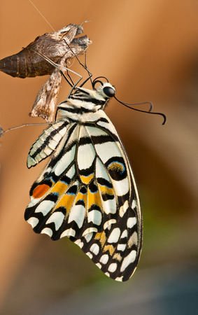 lime Butterfly out of the cocoonの写真素材