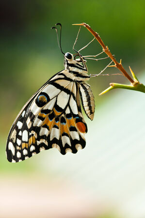 lime butterfly on nature backgroundの写真素材