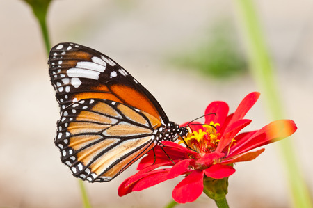 common tiger butterfly on red flowerの写真素材