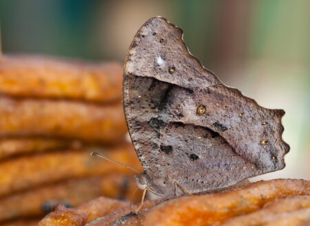 dark  Evening Brown Butterfly , thailandの写真素材