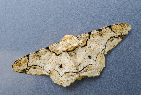 brown moth on blue background , thailandの写真素材