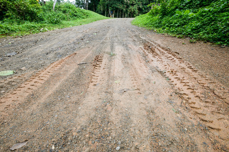Wet dirt road in rain forest
