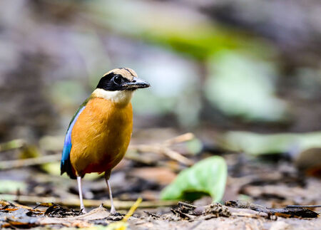 blue - winged pitta in rain forest ,thailandの写真素材
