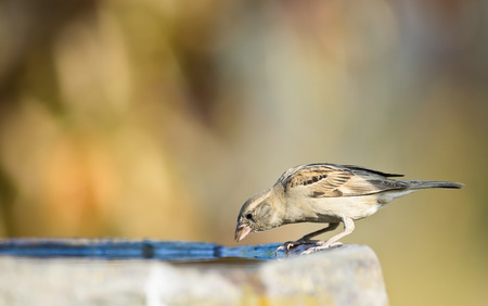 House Sparrow female is drinking ,thailandの写真素材