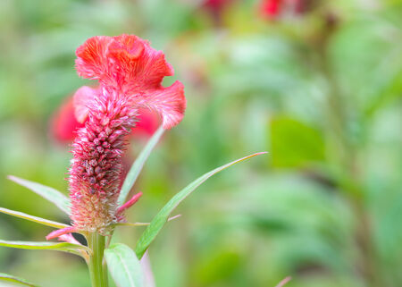 Plumed cockscomb flower close upの写真素材