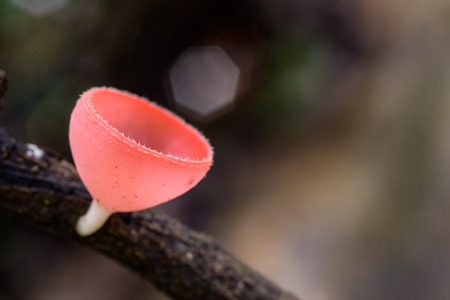 red Champagne mushrooms on nature backgroundの写真素材