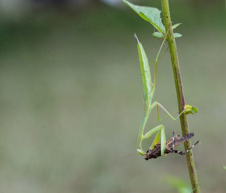 Green mantis eats a brown grasshopperの写真素材