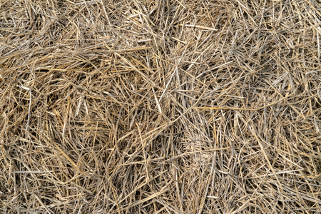 abstract background of dry grass
