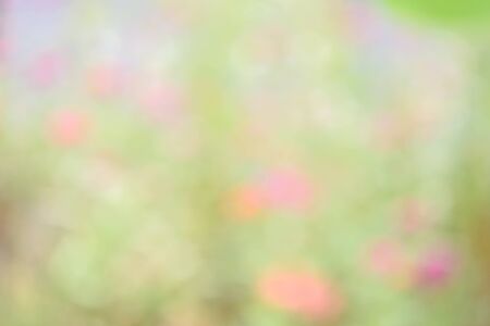 abstract background of flower out of focusの写真素材