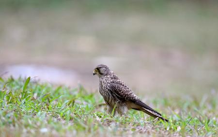 Common Kestrel bird on ground close upの写真素材