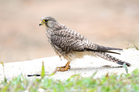 Common Kestrel bird on ground close upの写真素材