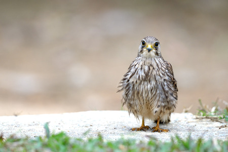 Common Kestrel bird on ground close upの写真素材