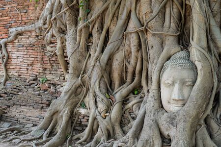 Buddha head encased in tree rootsの写真素材