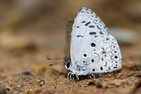 Common Hedge Blue butterfly on nature backgroundの写真素材