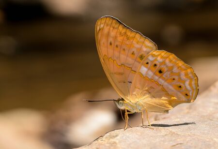 Common Yeoman  butterfly on nature backgroundの写真素材
