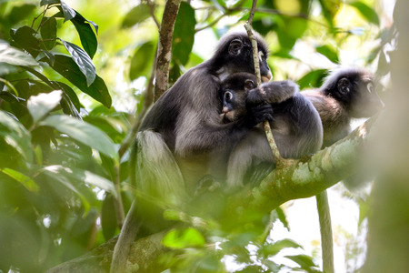 langurs are raising children on treeの写真素材
