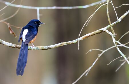 White-rumped Shama standing on a branchの写真素材