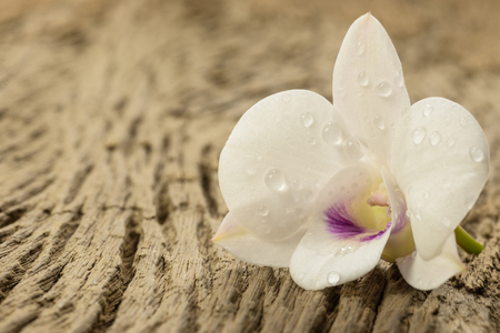 white  orchids with dew on wood backgroundの写真素材