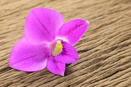 beautiful Purple orchids on wood background