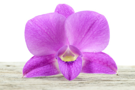 beautiful Purple orchids close upの写真素材