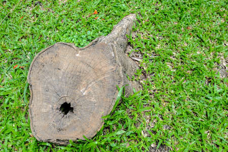 abstract background of tree stumpの写真素材