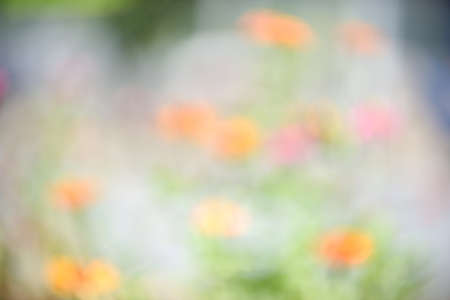 abstract background of flower out of focusの写真素材