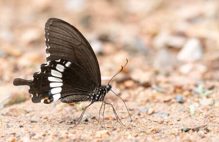 Common Mormon suck mineral on groundの写真素材