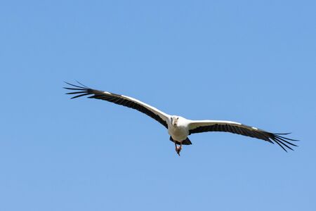 Asian Openbill are flying on blue sky backgroundの写真素材