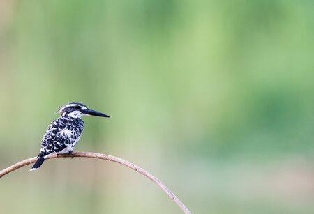 Pied Kingfisher on tree branchの写真素材