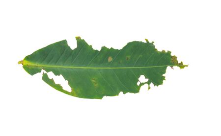 the rose apple was eaten by an insectの写真素材