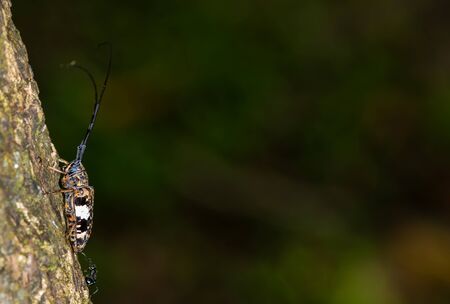 long horn beetle on tree bark close upの写真素材