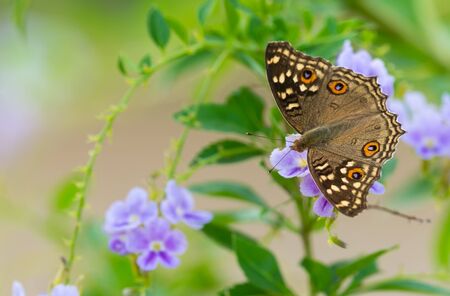Lemon Pansy ( Junonia lemonias ) eat nectar on purple flowerの写真素材