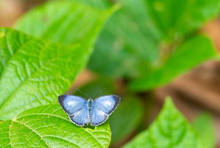 Lesser Grass Blue ( Zizzina otis)spread wings on green leafの写真素材