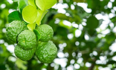 fresh bergamot  on tree closeupの写真素材