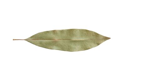 dry sapodilla leaf on white background closeupの写真素材
