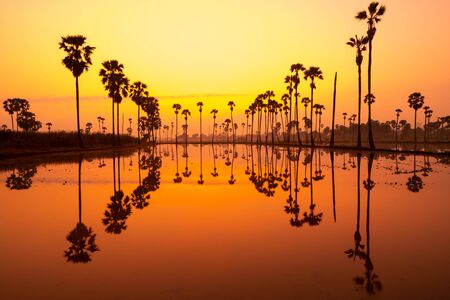 silhouette of sugar palm with colorful light at sun rises , Pathum Thani Province , thailandの写真素材