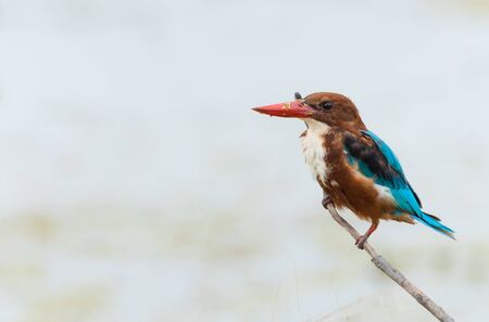 White-throated Kingfisher perched on dry tree branchesの写真素材