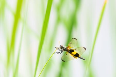 Yellow-striped Flutterer ( Rhyothemis phyllis ) perched on green grassの写真素材
